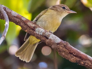  - Dusky-capped Greenlet