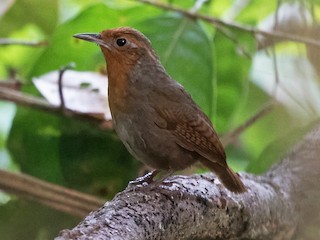 ウタミソサザイ - eBird
