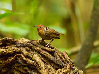 ウタミソサザイ - eBird