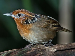 ウタミソサザイ - eBird