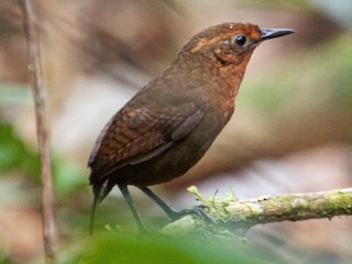 ウタミソサザイ - eBird
