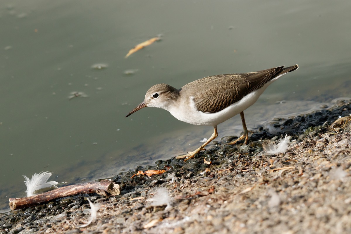 Spotted Sandpiper - Frank Lin