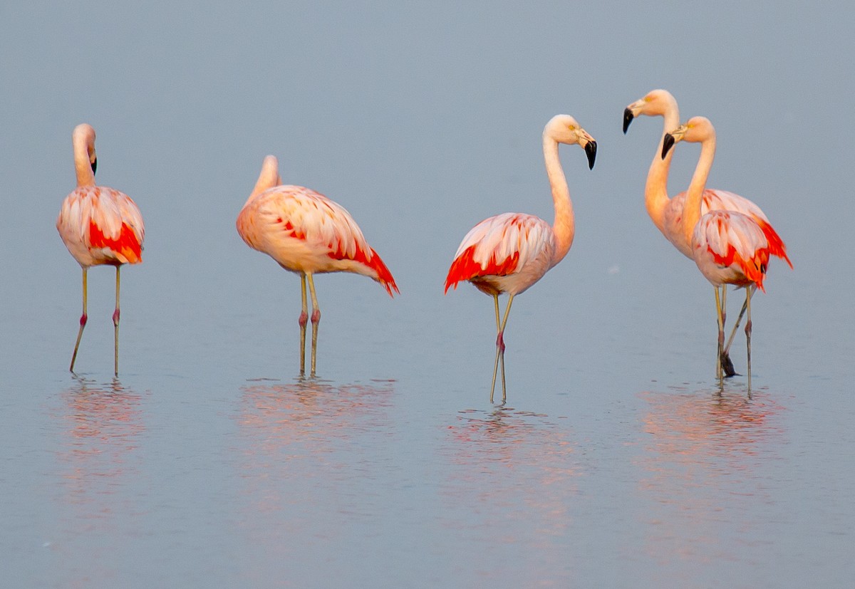 Chilean Flamingo - Luciano Acquaviva