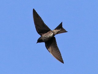 Southern Martin - eBird