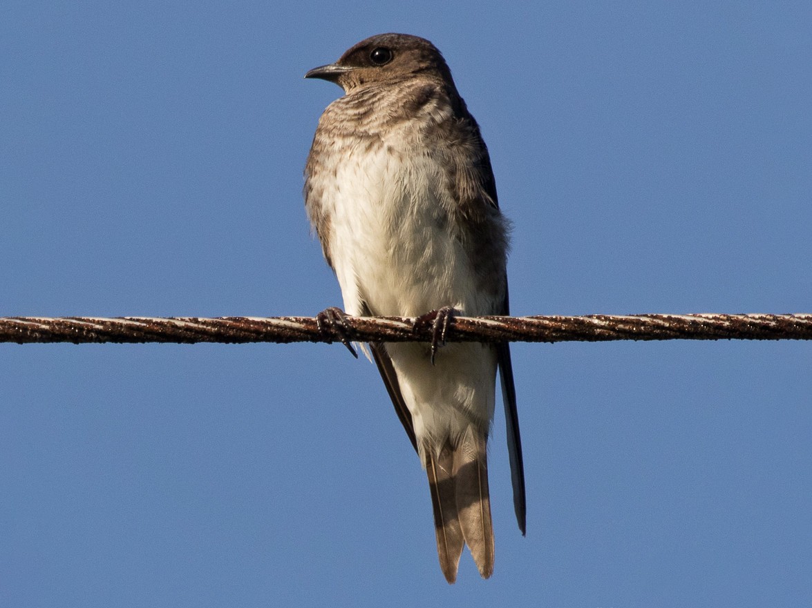 Southern Martin - eBird