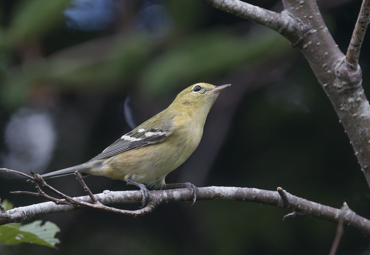 Bay-breasted Warbler - ML174248721