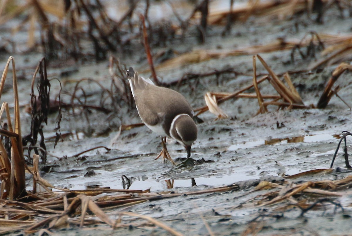 Semipalmated Plover - ML174253871