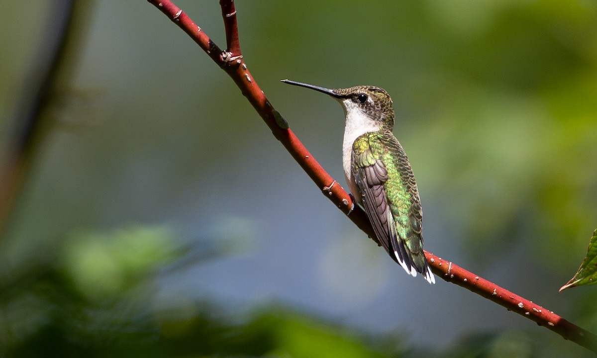 Ruby-throated Hummingbird - Chris Wood