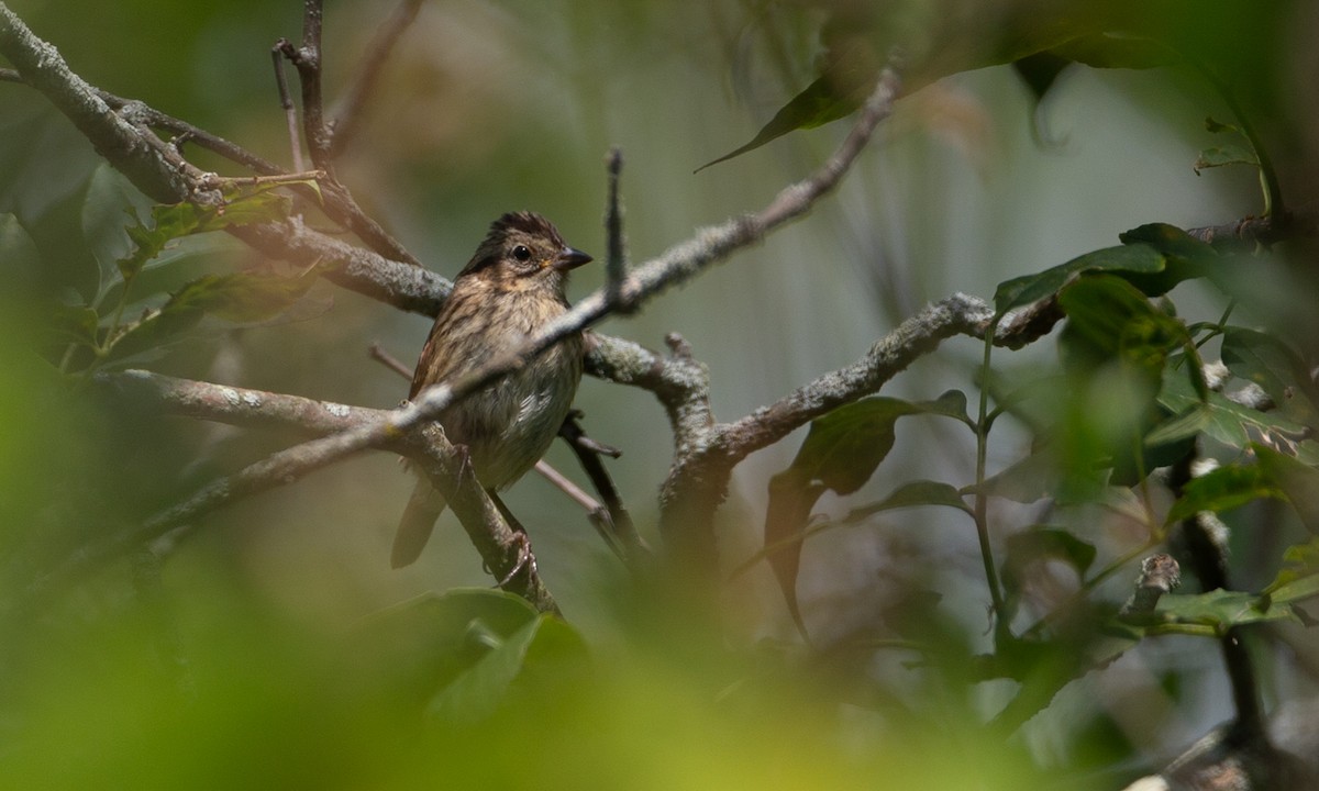 Swamp Sparrow - Chris Wood