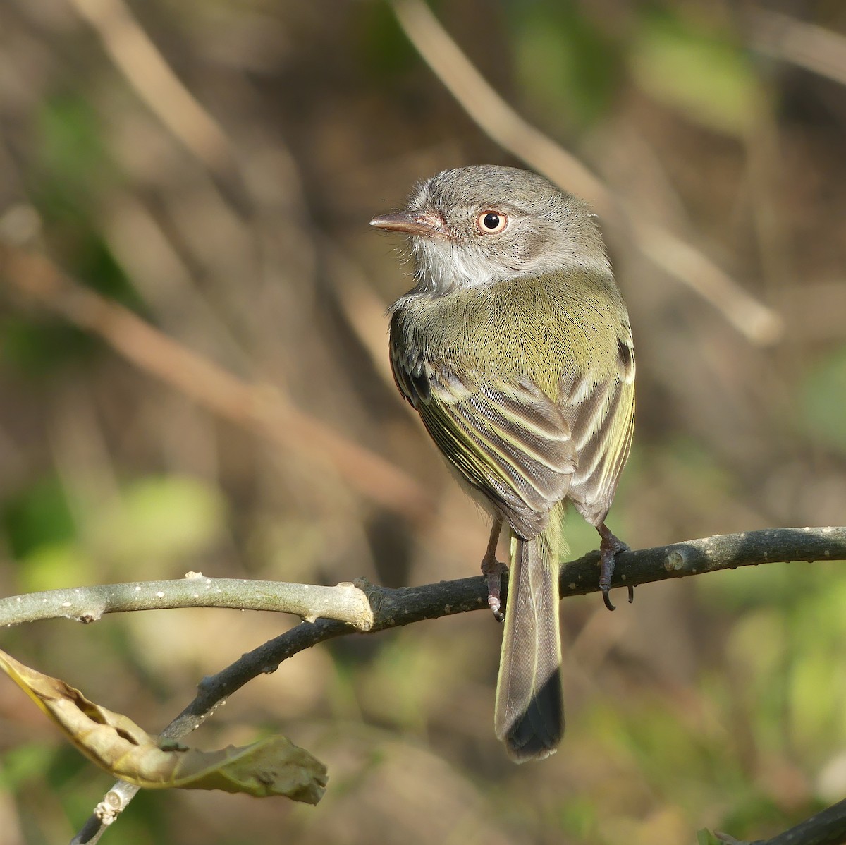 Pearly-vented Tody-Tyrant - ML174257601