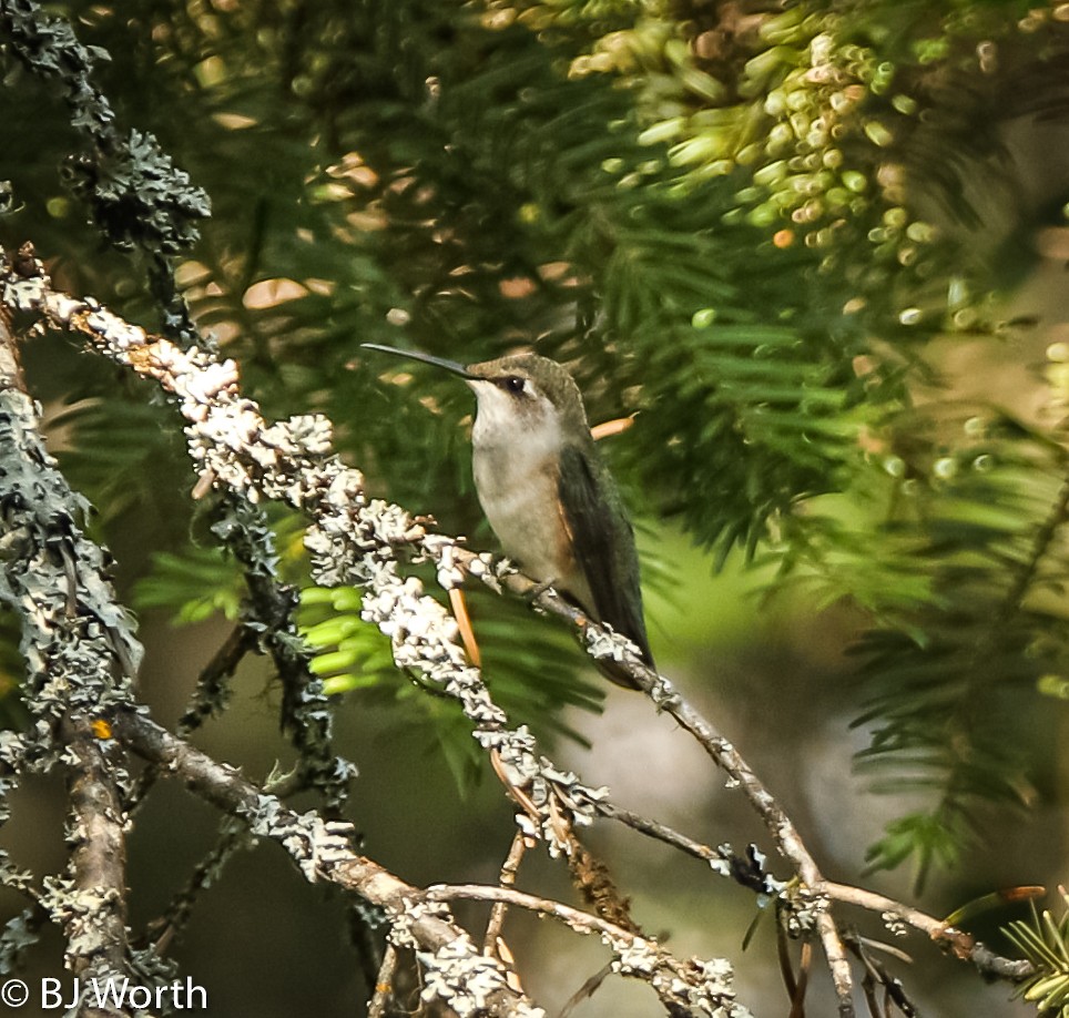 Black-chinned Hummingbird - ML174259971