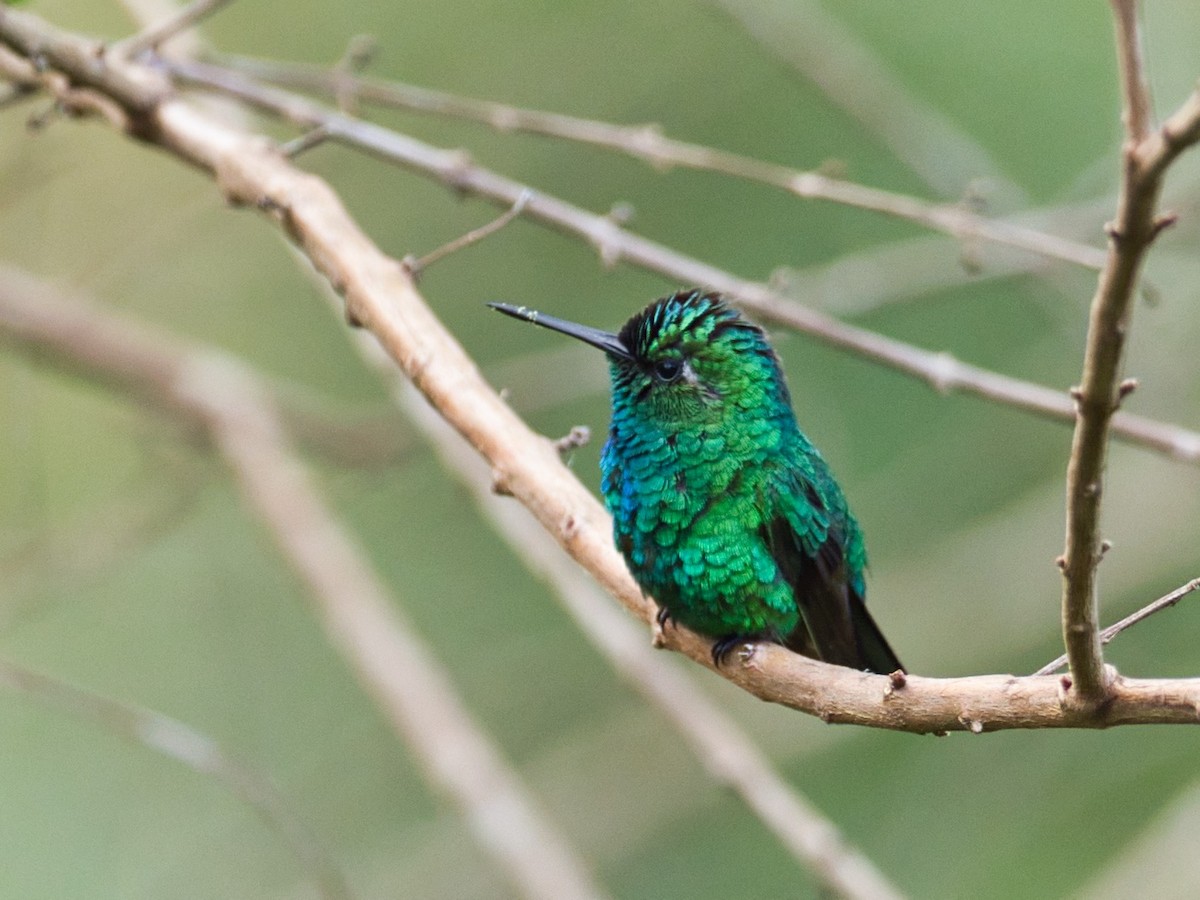 Blue-tailed Emerald - ML174260271