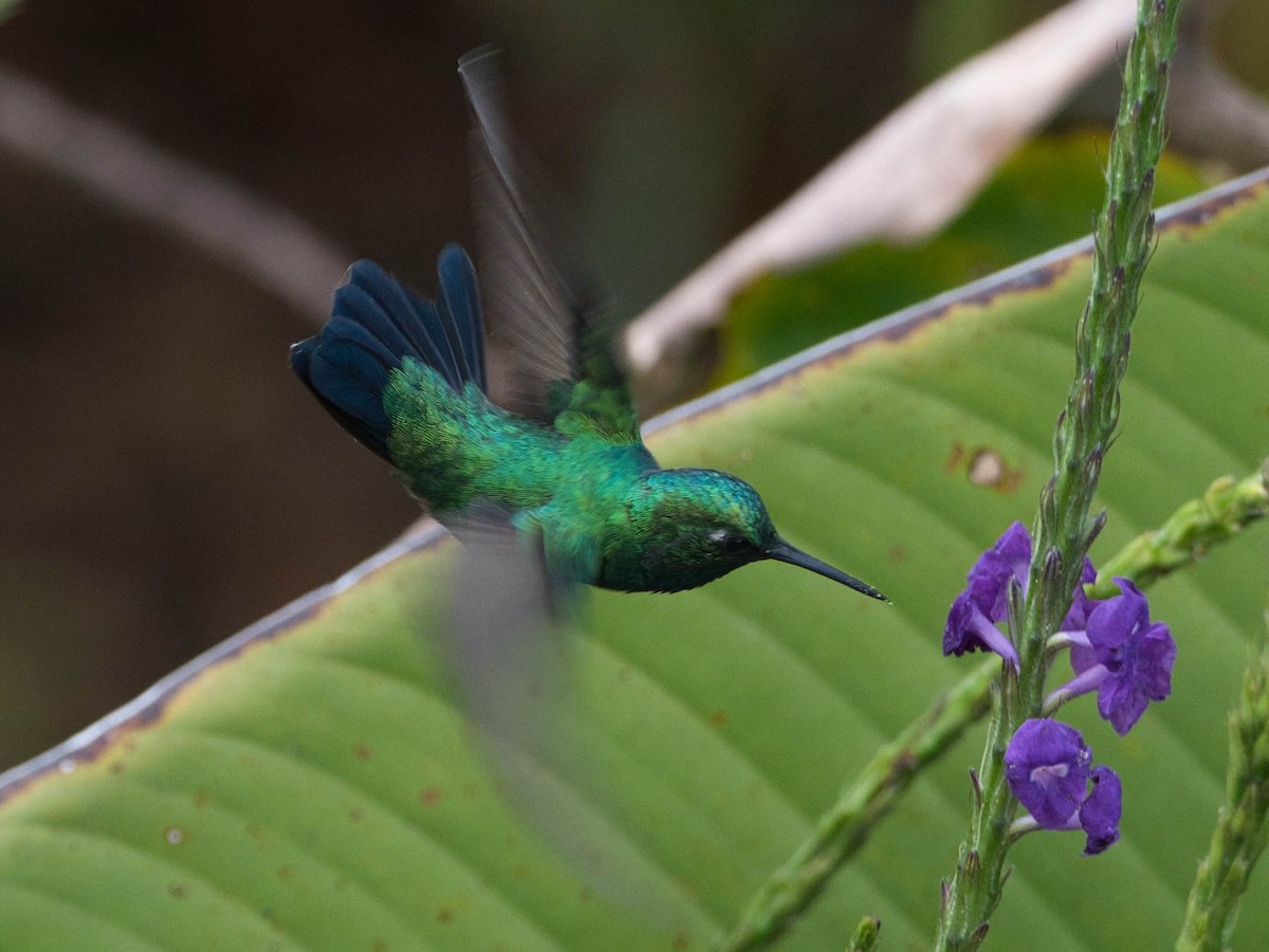 Blue-tailed Emerald - ML174260281
