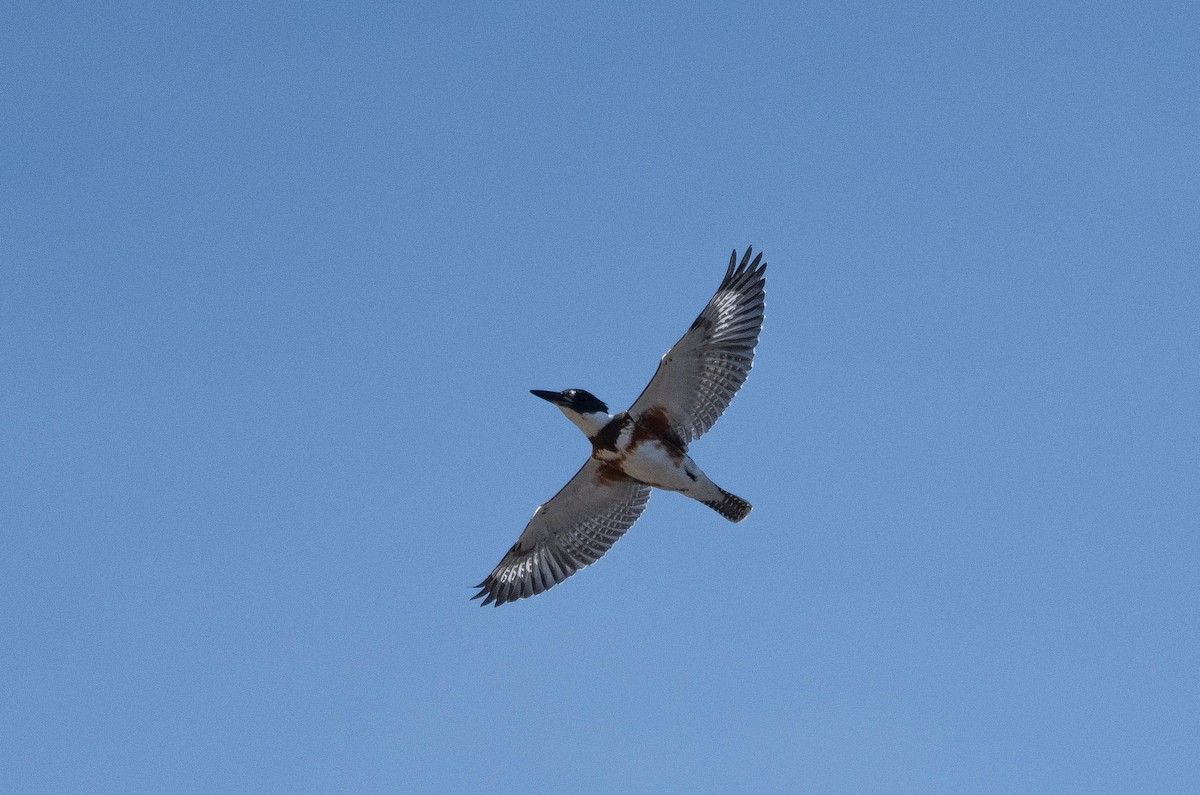 Belted Kingfisher - ML174262491