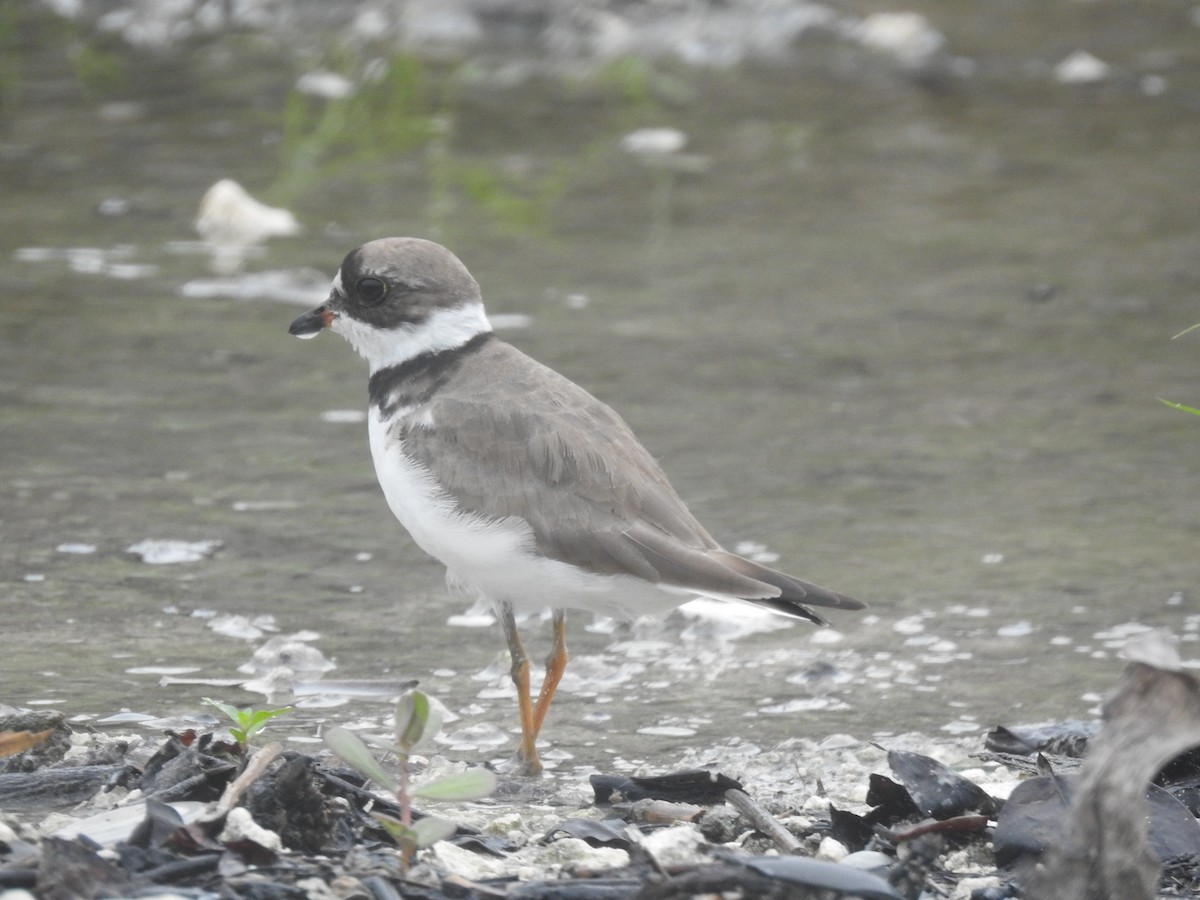 Semipalmated Plover - ML174262711
