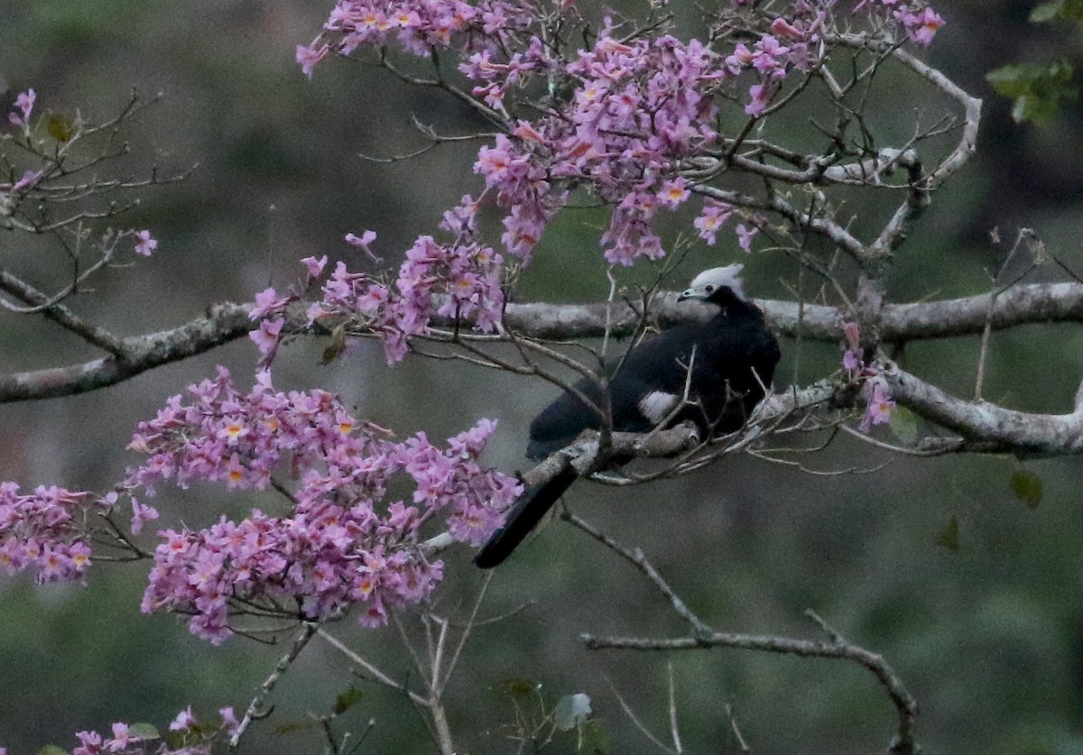White-throated Piping-Guan - ML174263251