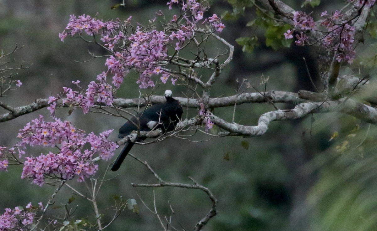 White-throated Piping-Guan - ML174263281