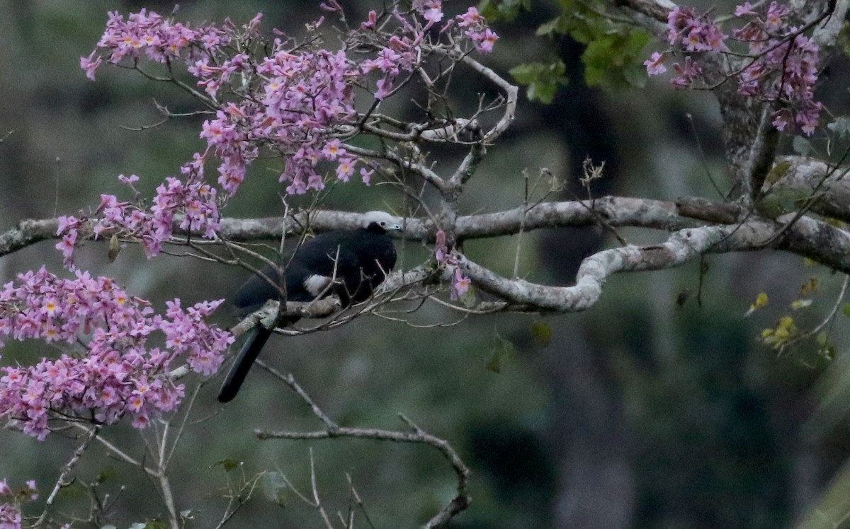 White-throated Piping-Guan - ML174263301