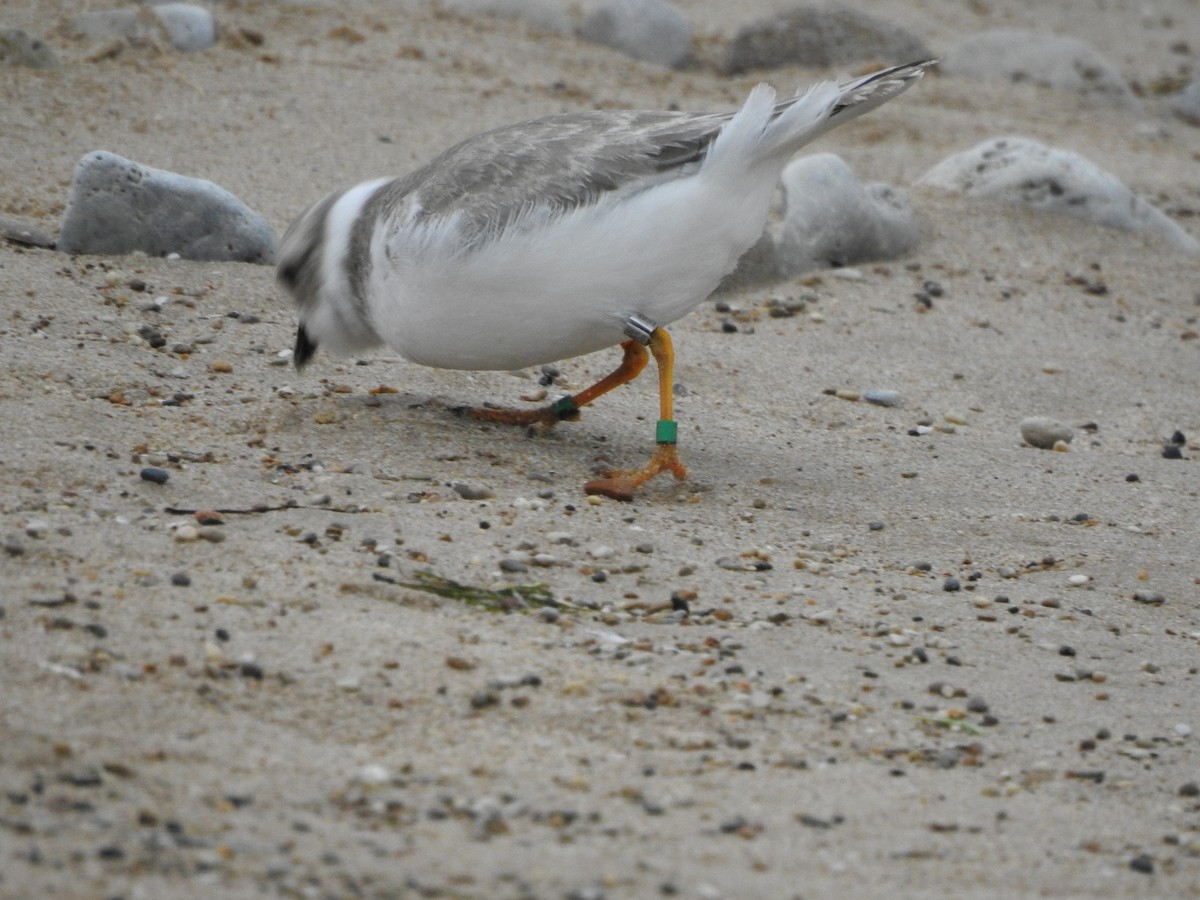 Piping Plover - ML174265591