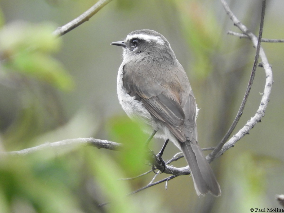 White-browed Chat-Tyrant - ML174267551