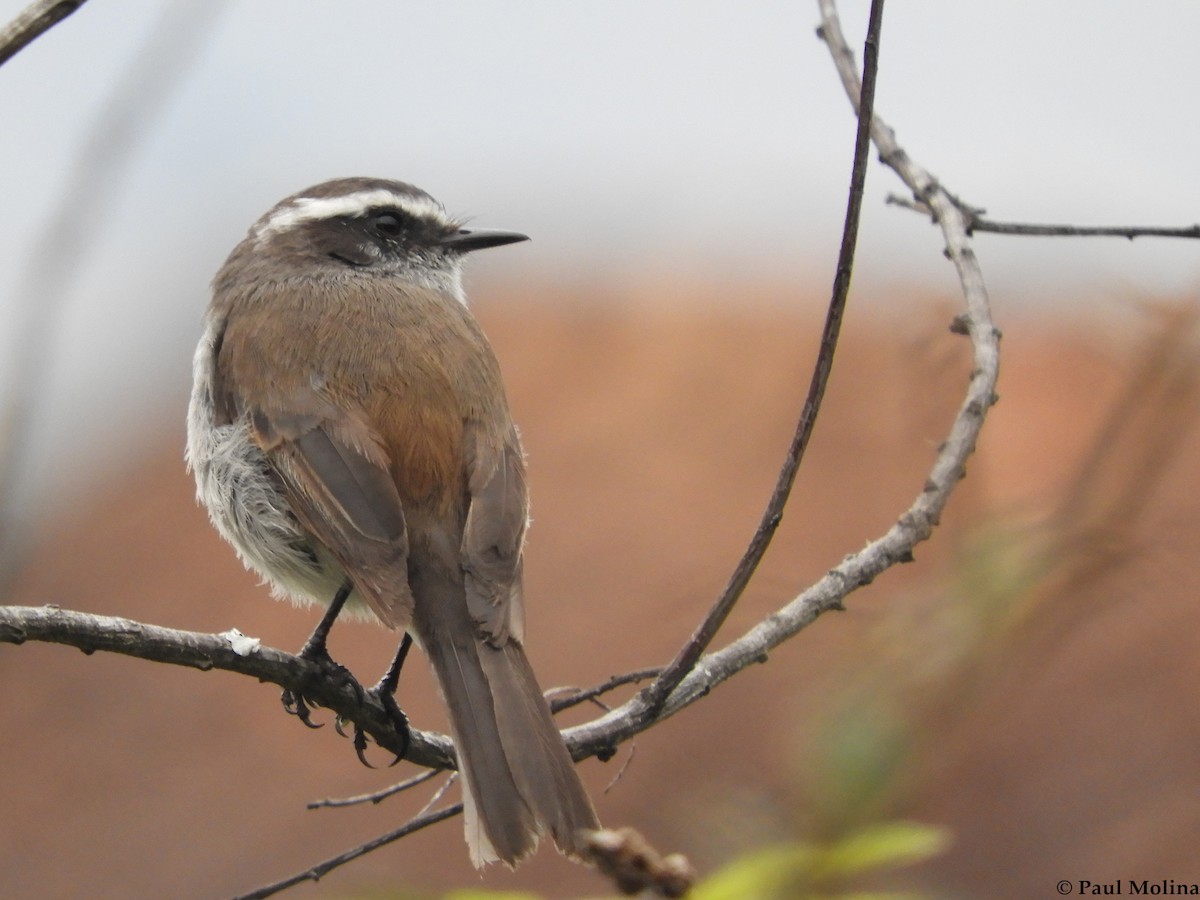 White-browed Chat-Tyrant - ML174267561
