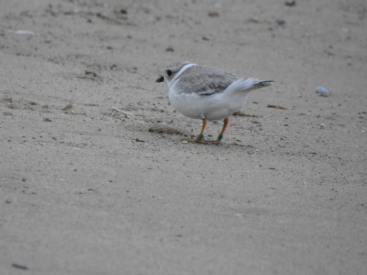 Piping Plover - ML174268171