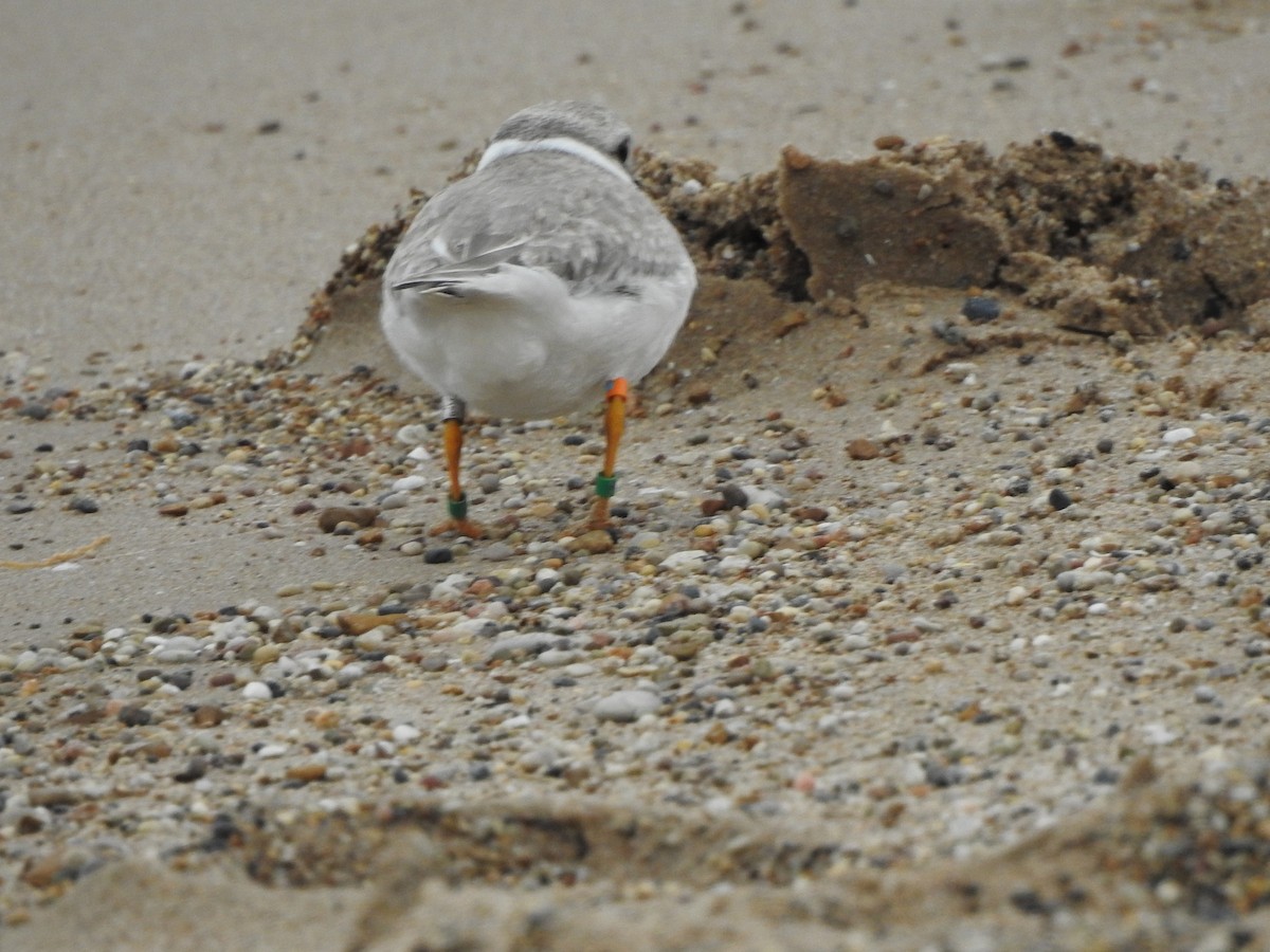 Piping Plover - ML174268301