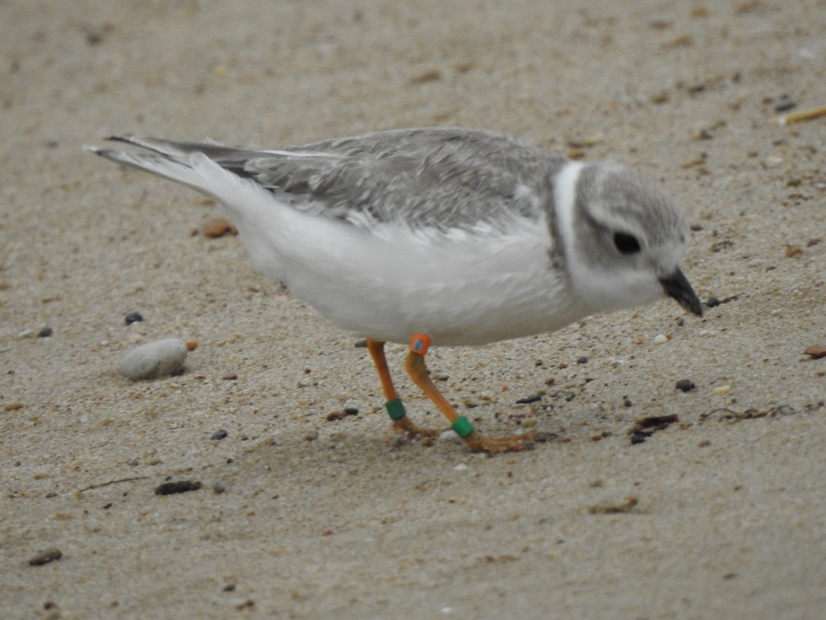 Piping Plover - ML174268921