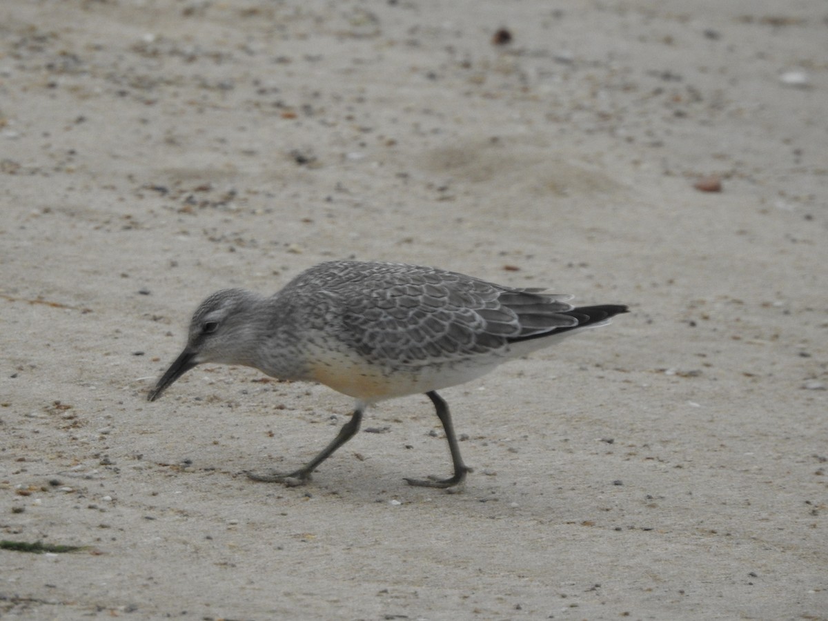 Red Knot - ML174269501