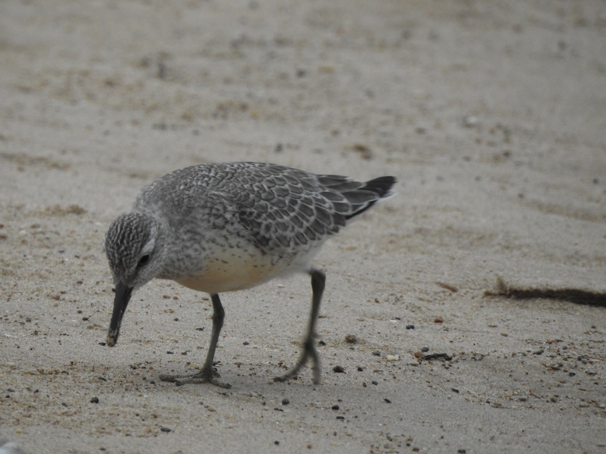 Red Knot - ML174269961