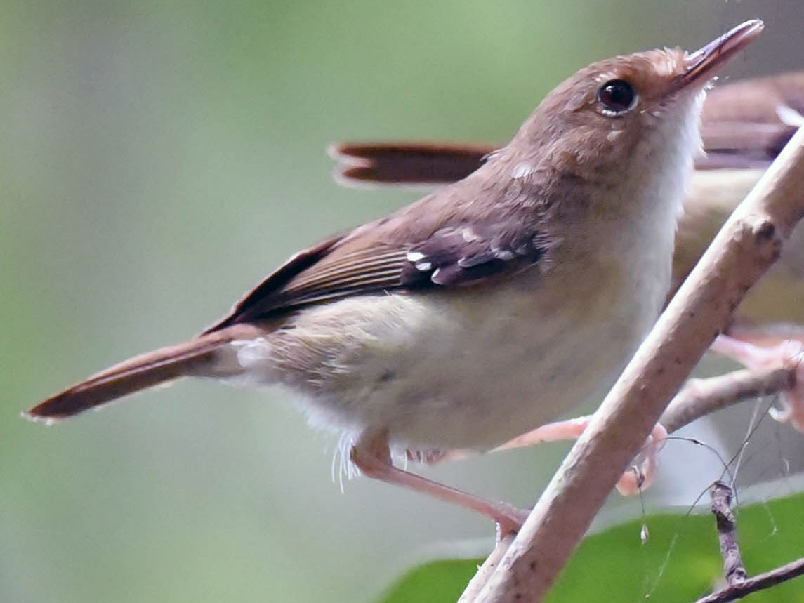 Tropical Scrubwren - eBird