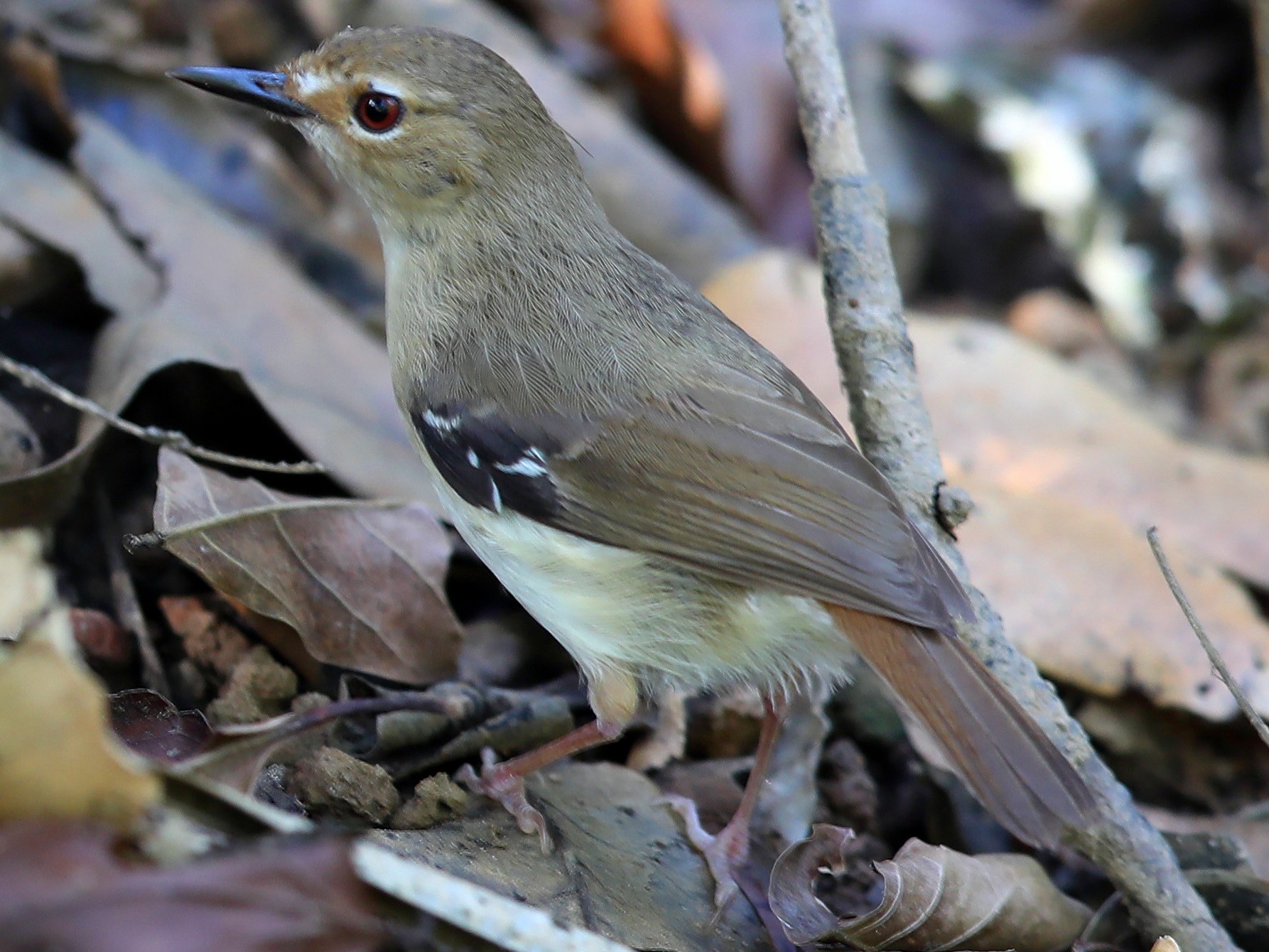 Tropical Scrubwren - Doug Herrington || Birdwatching Tropical Australia Tours