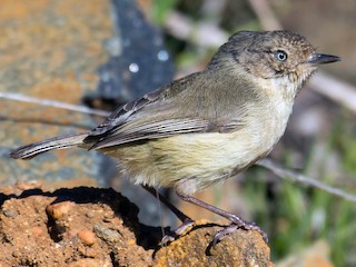 Western Thornbill - Acanthiza inornata - Birds of the World