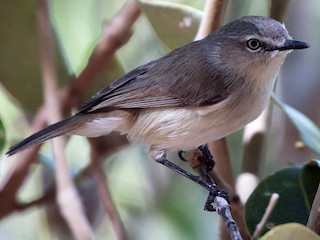  - Dusky Gerygone