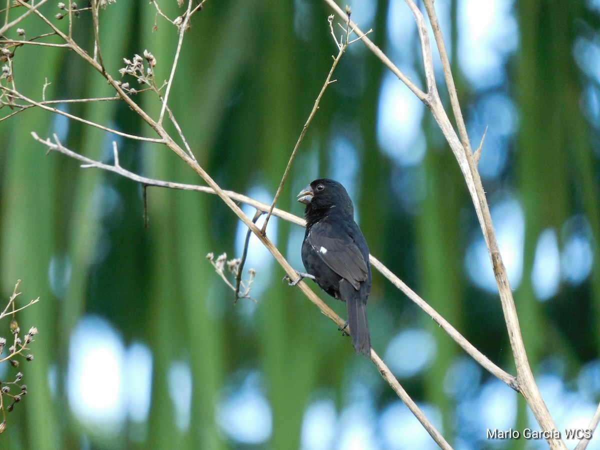 Thick-billed Seed-Finch - ML174279311