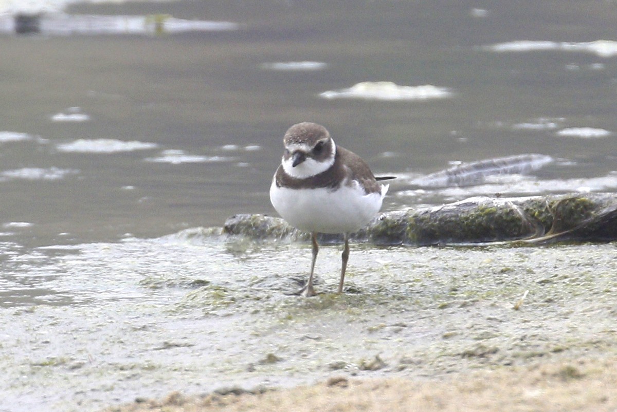 Semipalmated Plover - Donna Pomeroy