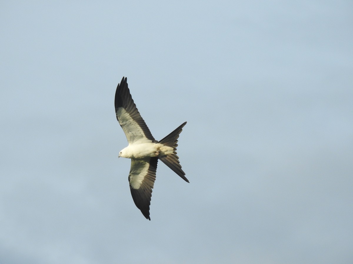 Swallow-tailed Kite - ML174281151