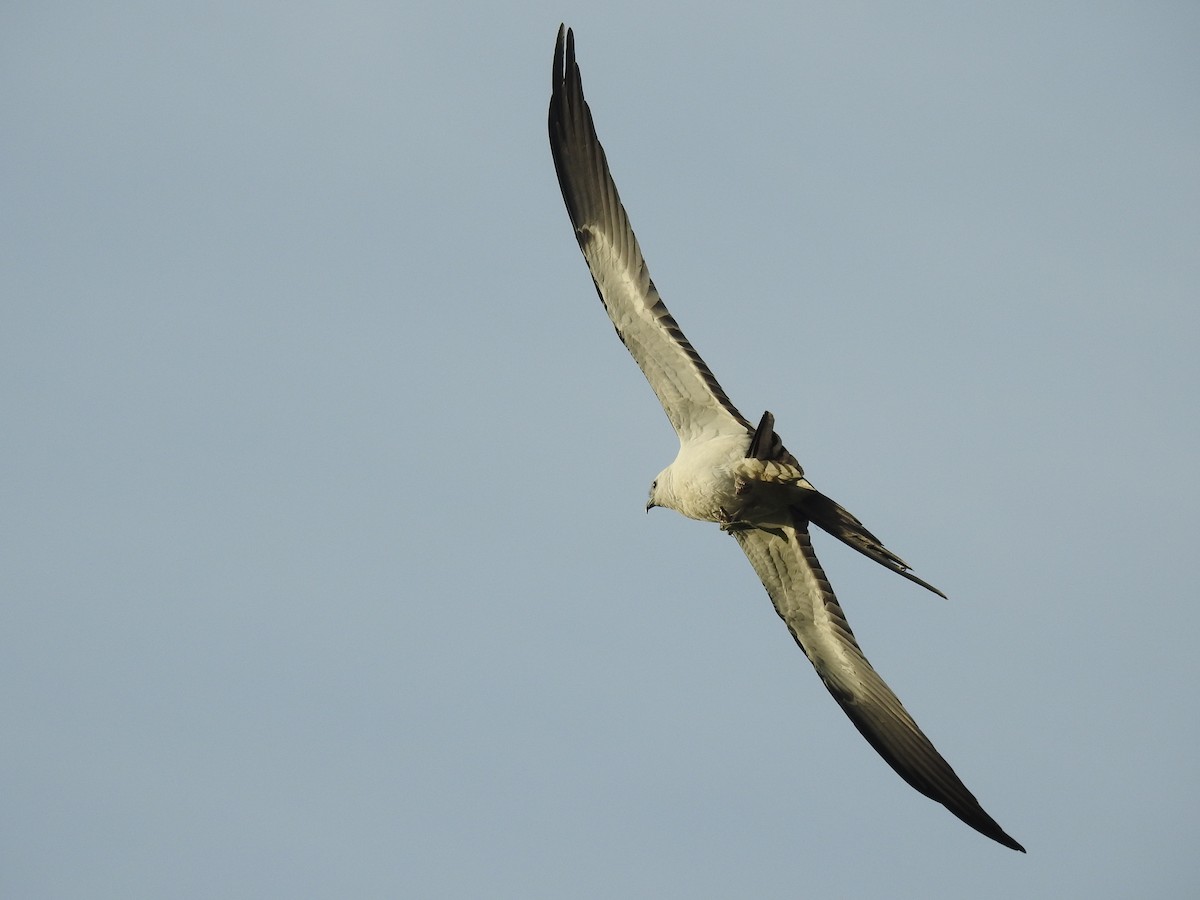 Swallow-tailed Kite - ML174281161