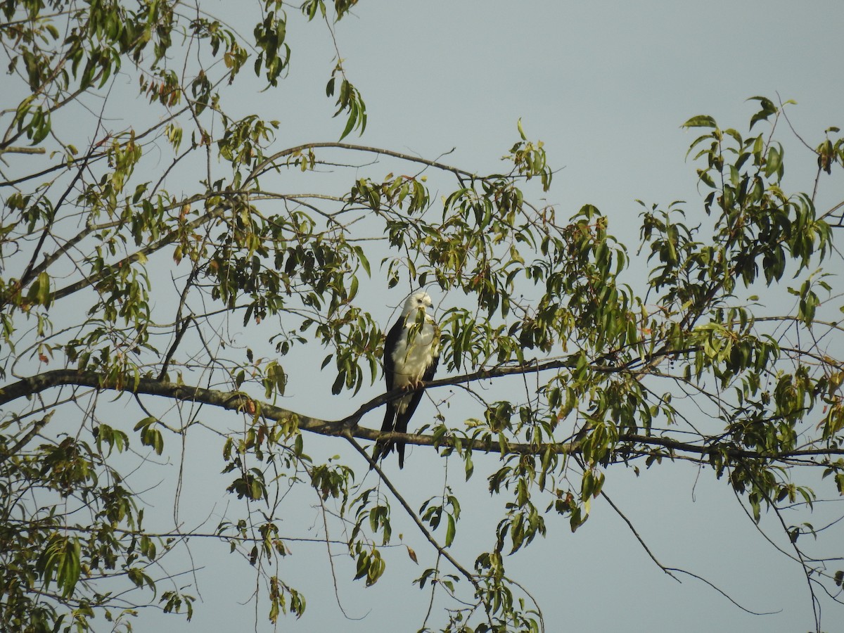 Swallow-tailed Kite - ML174281171