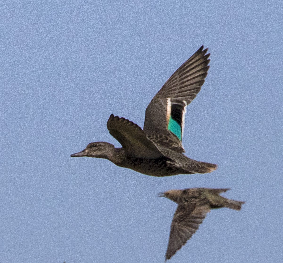 Green-winged Teal - ML174282451