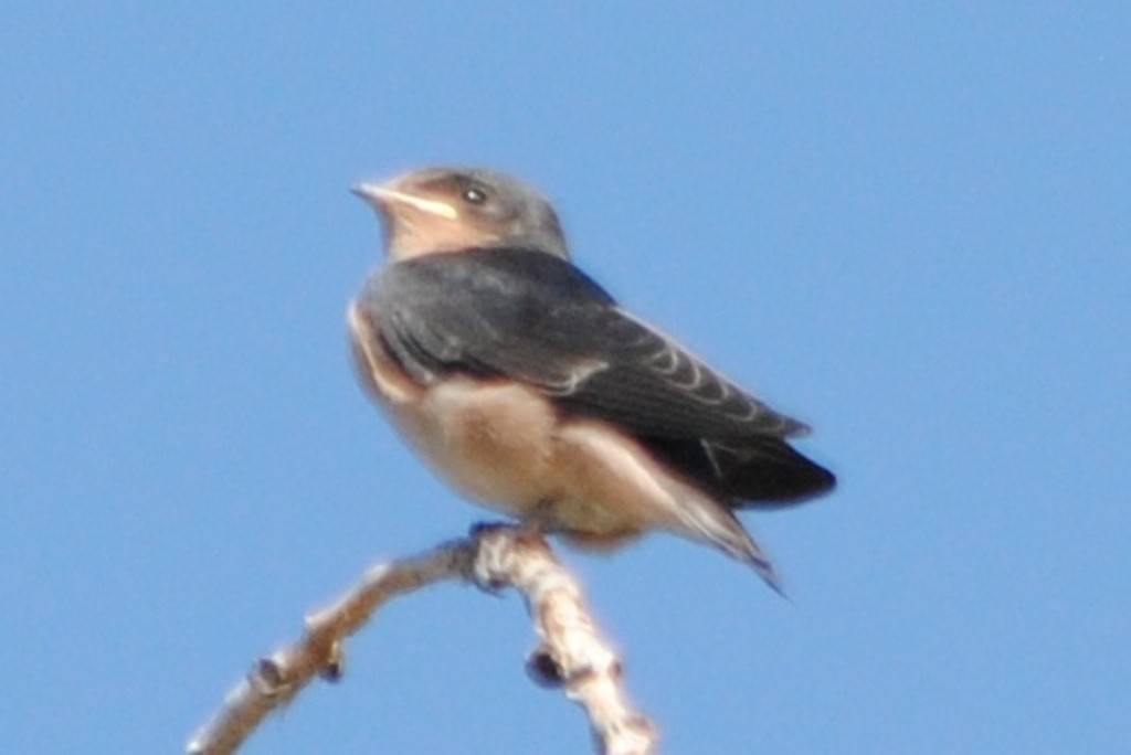Barn Swallow (American) - ML174283631