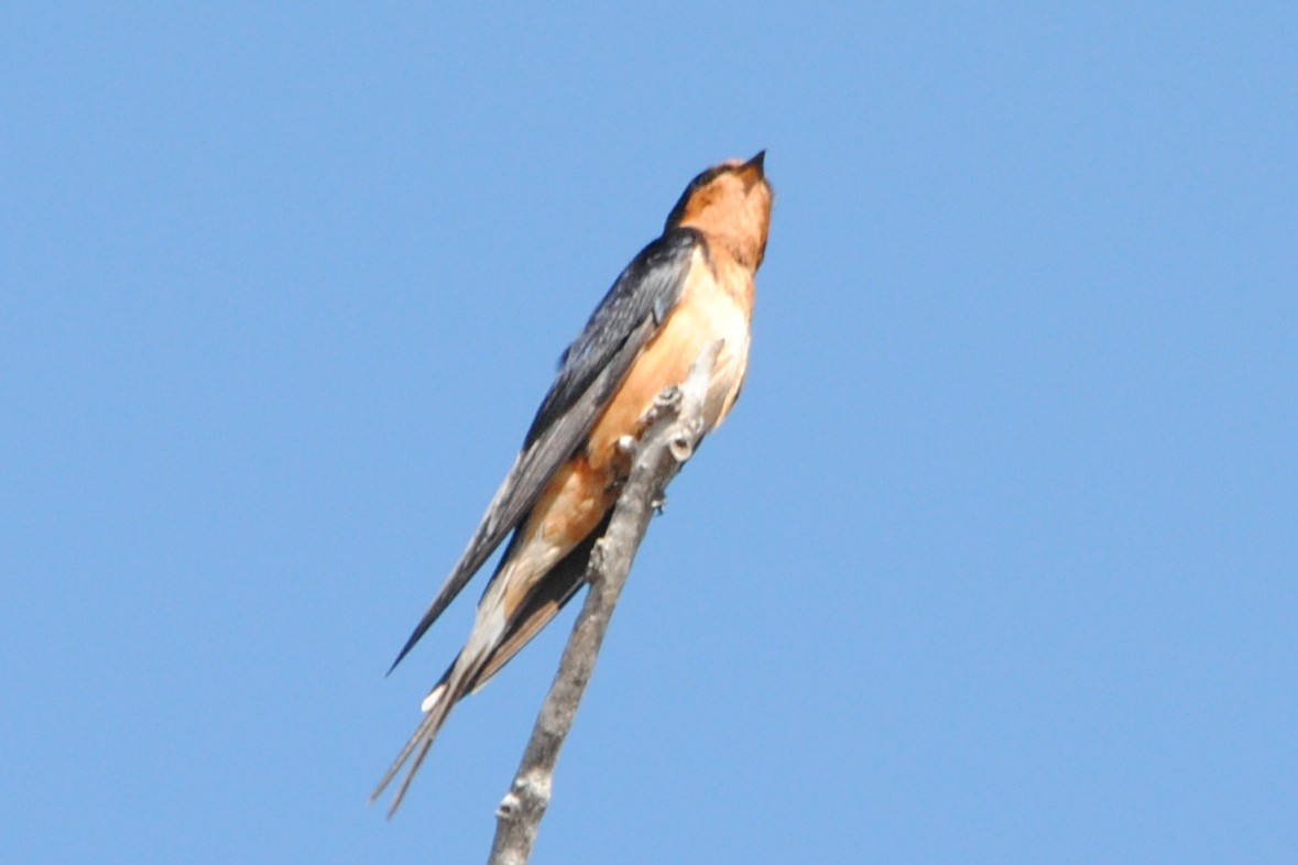 Barn Swallow (American) - Joshua  Smith