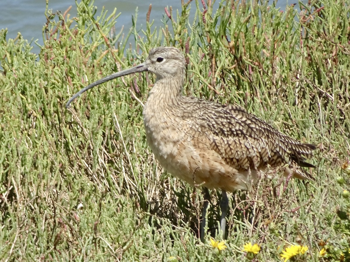 Long-billed Curlew - ML174284771