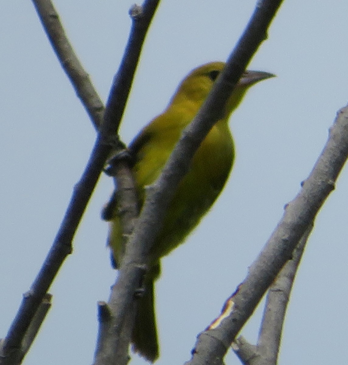 Orchard Oriole - ML174295791