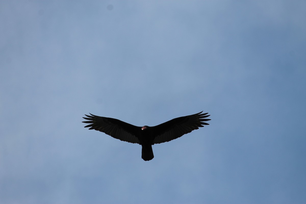 Turkey Vulture - ML174296231