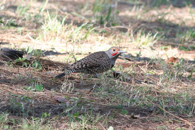 Male lateral view (subspecies <em class="SciName notranslate">mexicanus</em>). - Northern Flicker - 