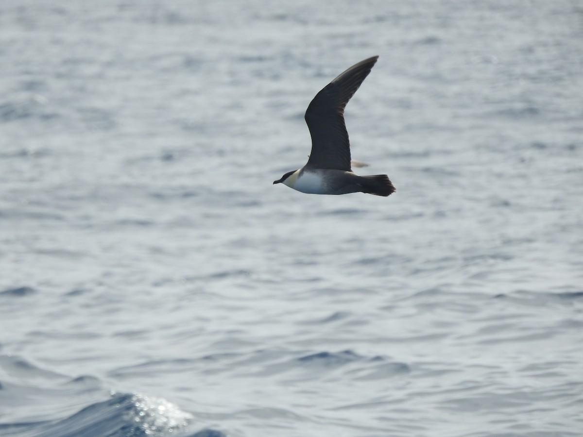 Long-tailed Jaeger - ML174298261