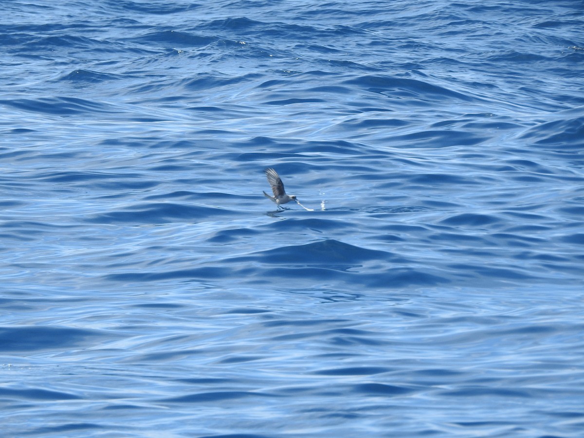 Fork-tailed Storm-Petrel - ML174298421