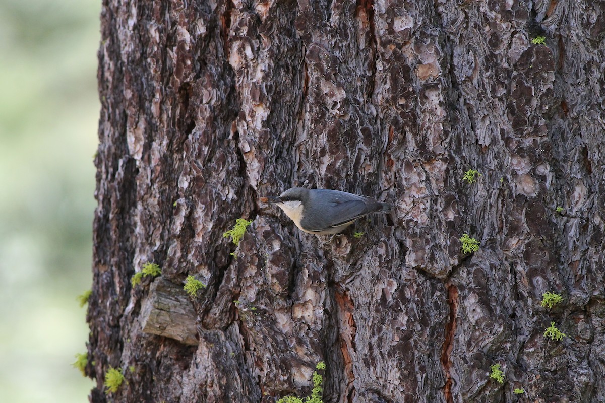 Pygmy Nuthatch - Justin LeClaire