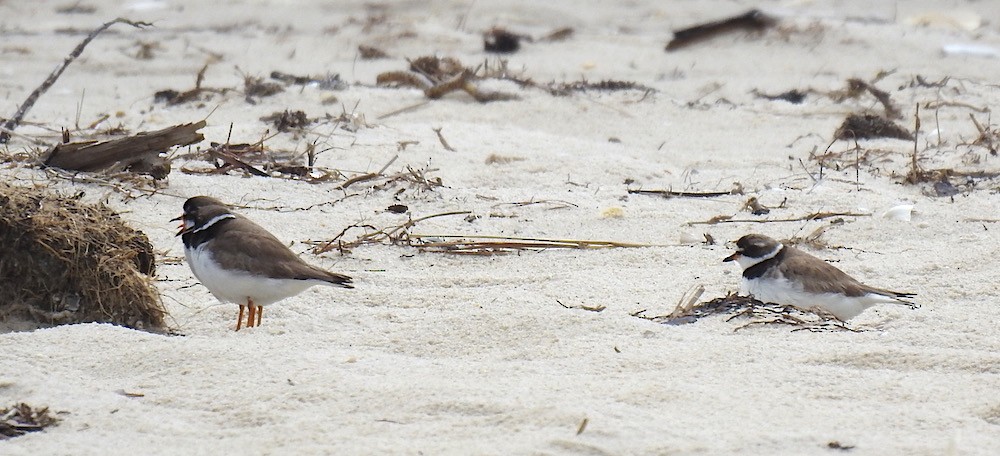 Semipalmated Plover - ML174302381